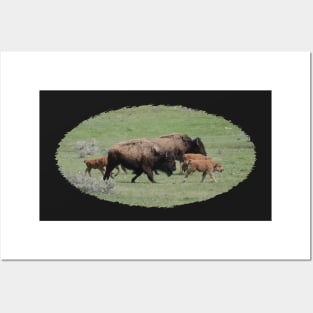 Buffalo Herd Posters and Art